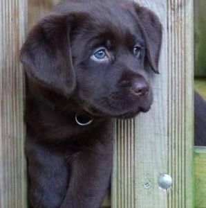 Meet your Posher, Paula